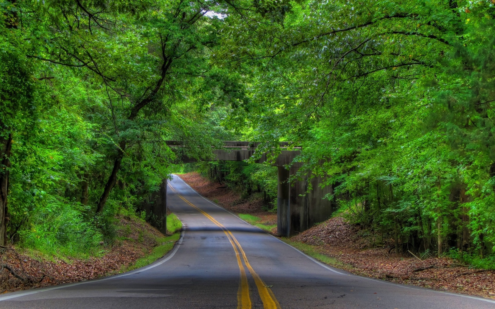 road, trees, bridges, forest, green, 