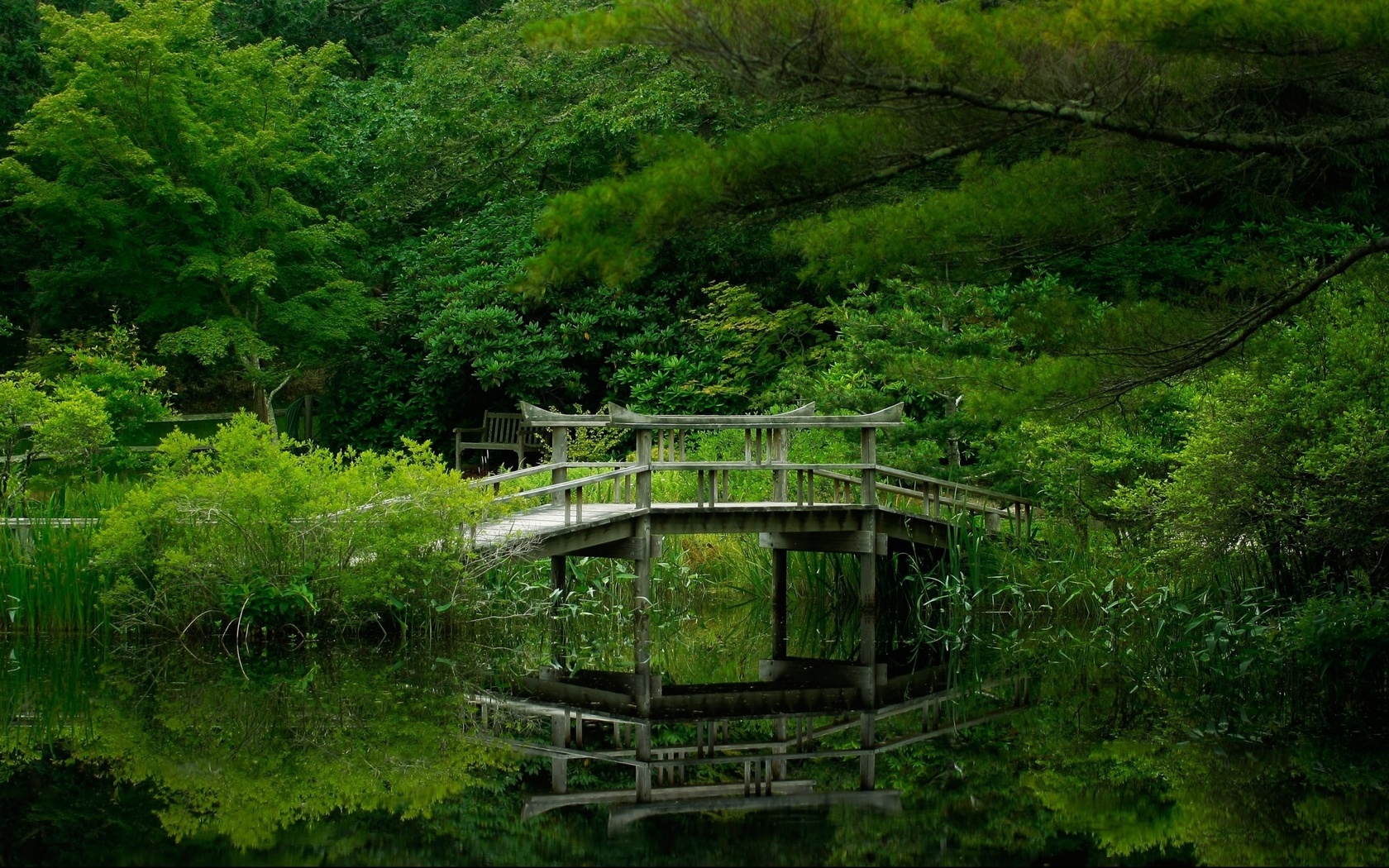 forest, green, lake, bridge, trees, 