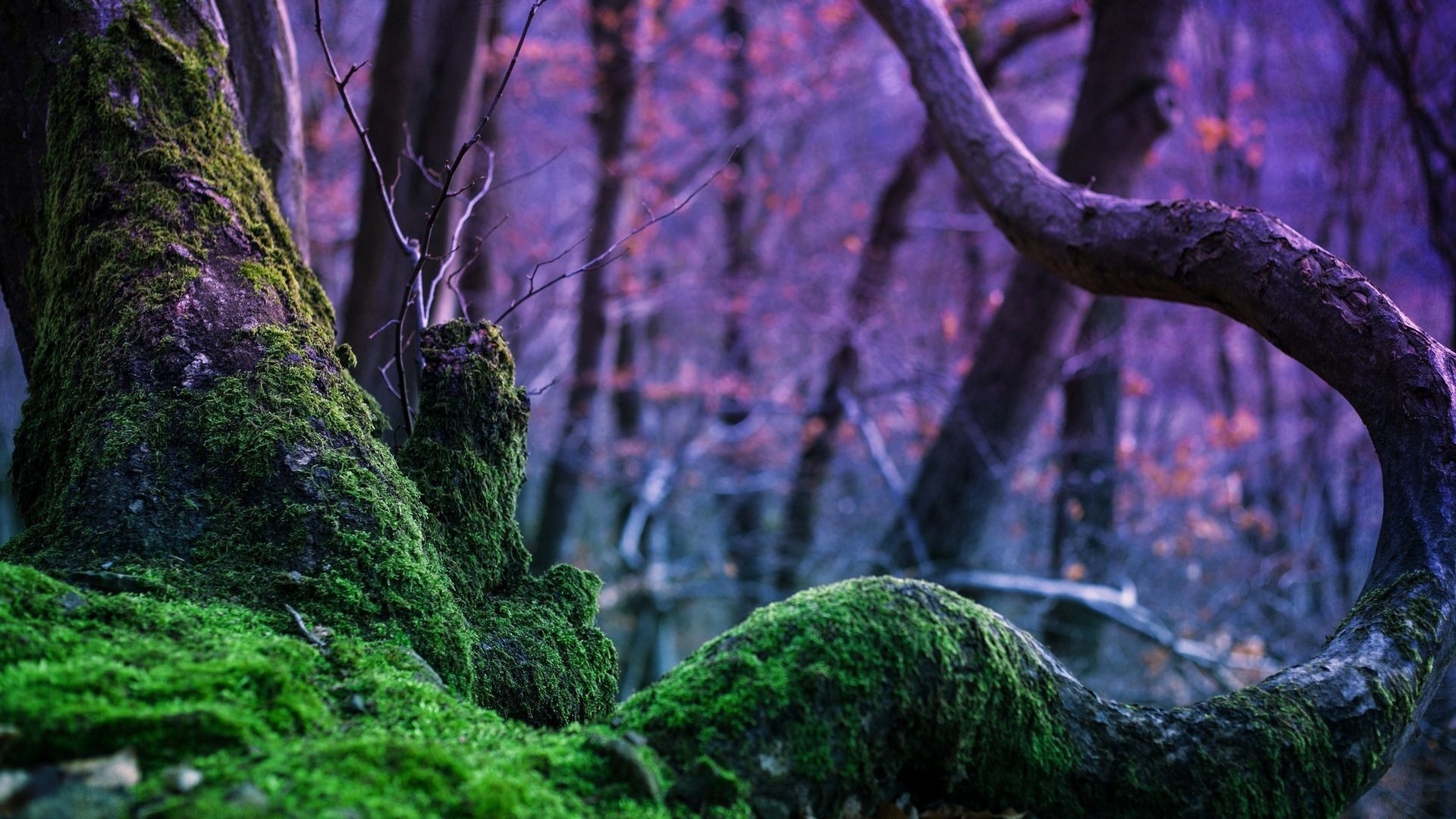 mossy, tree, trunk, forest