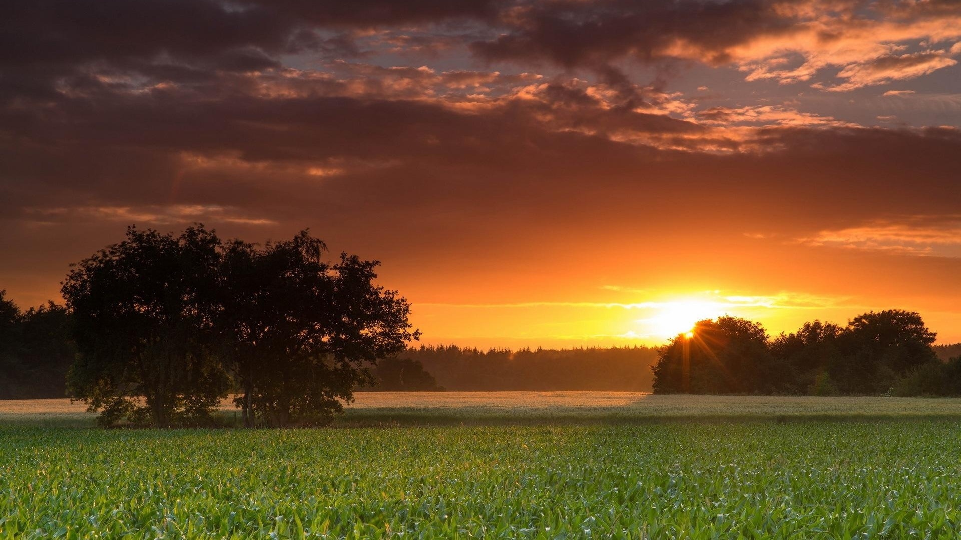 sunset, fields, clouds, sky, tree