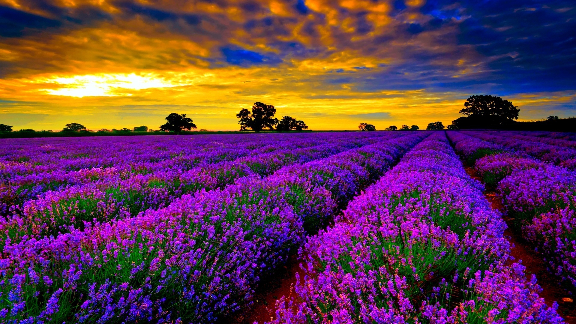 lavanda, fields, sky, flower