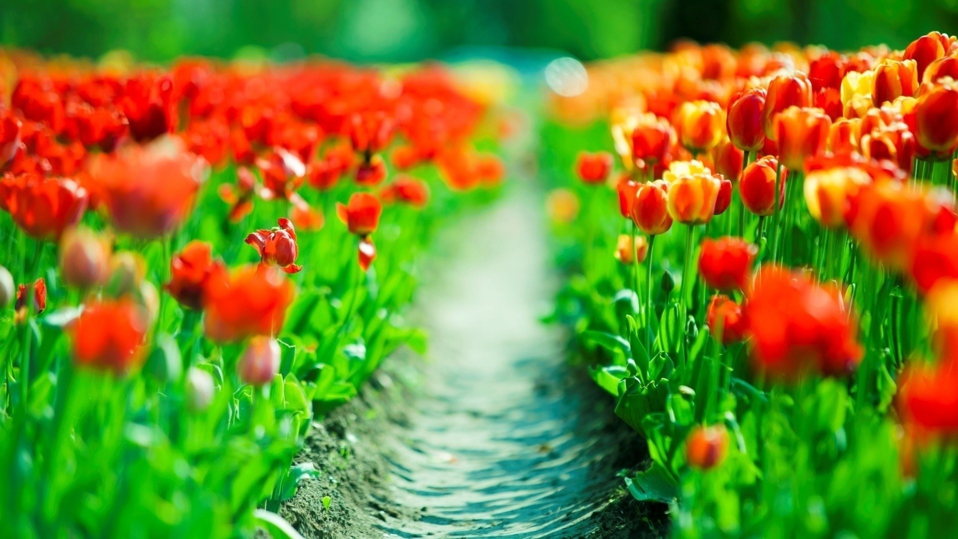 tulips, flower, fields, red