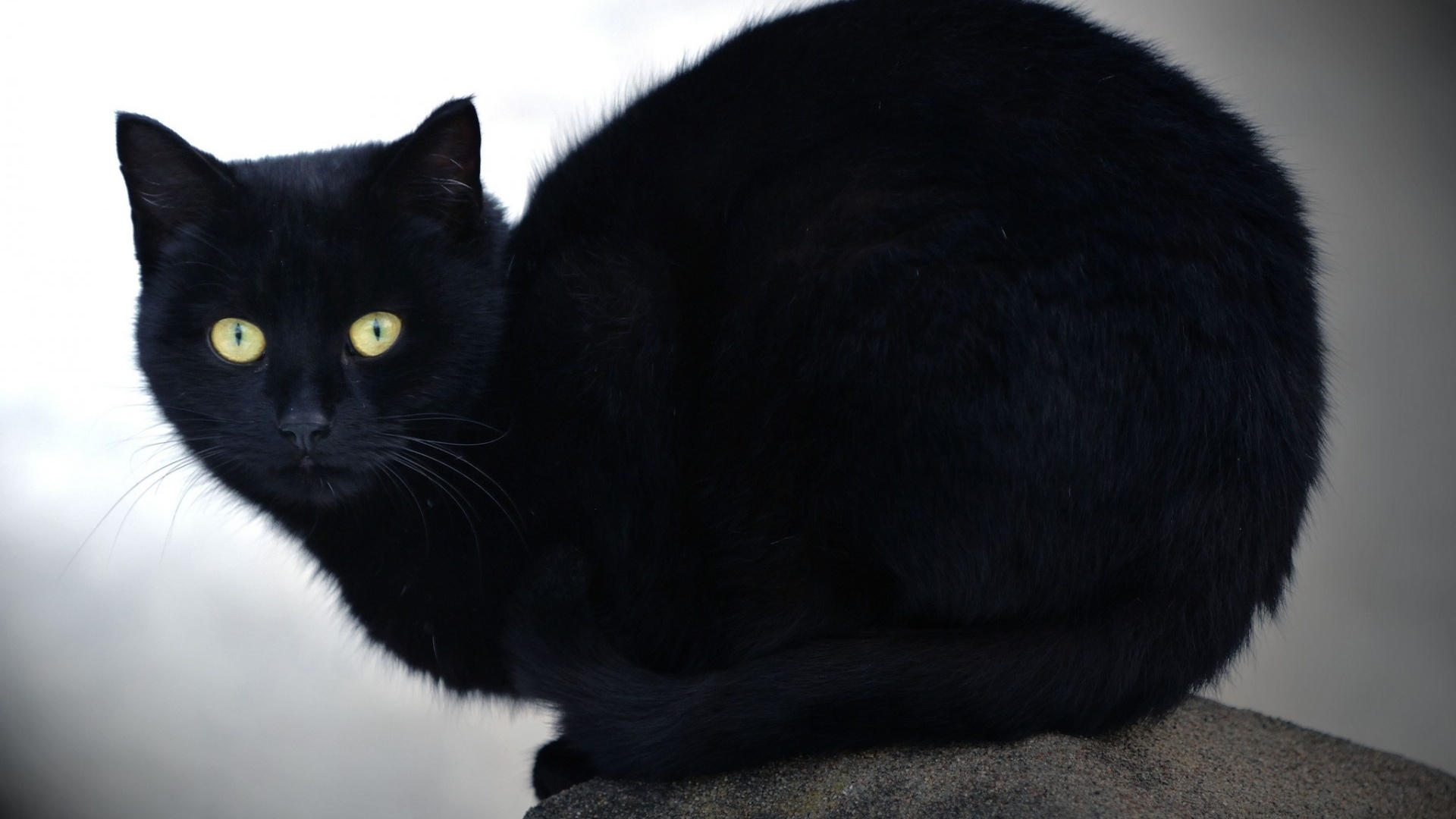 cat, kitty, black, feline