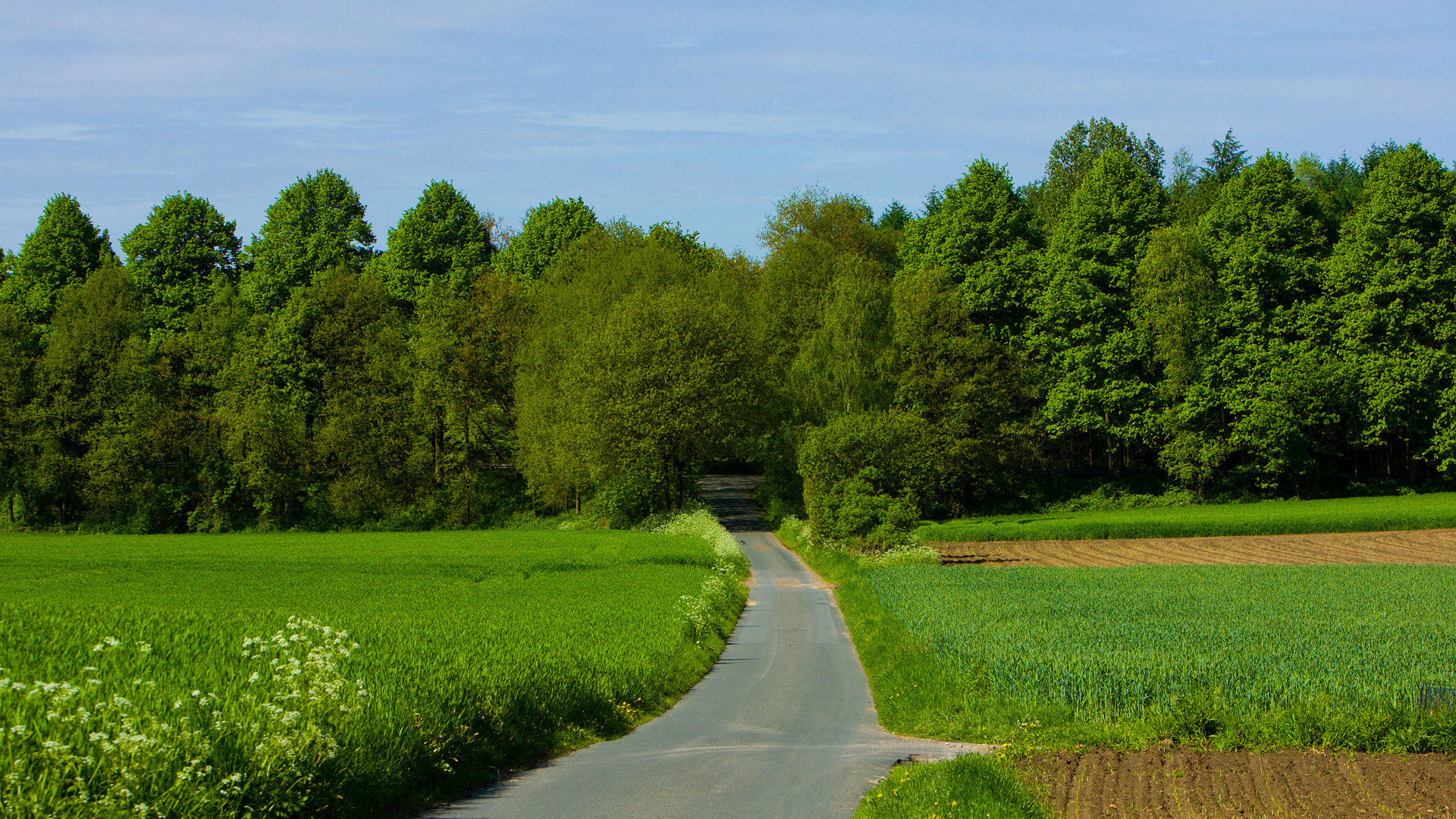 forest, path, tree, green