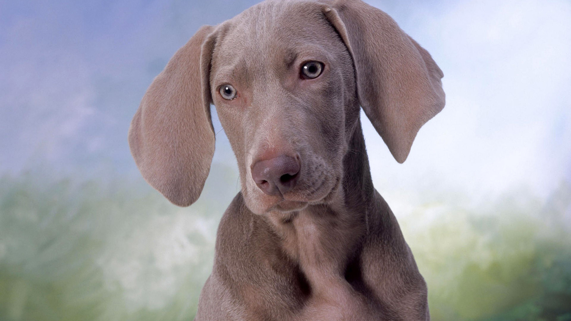 dog, brown, cute, puppy