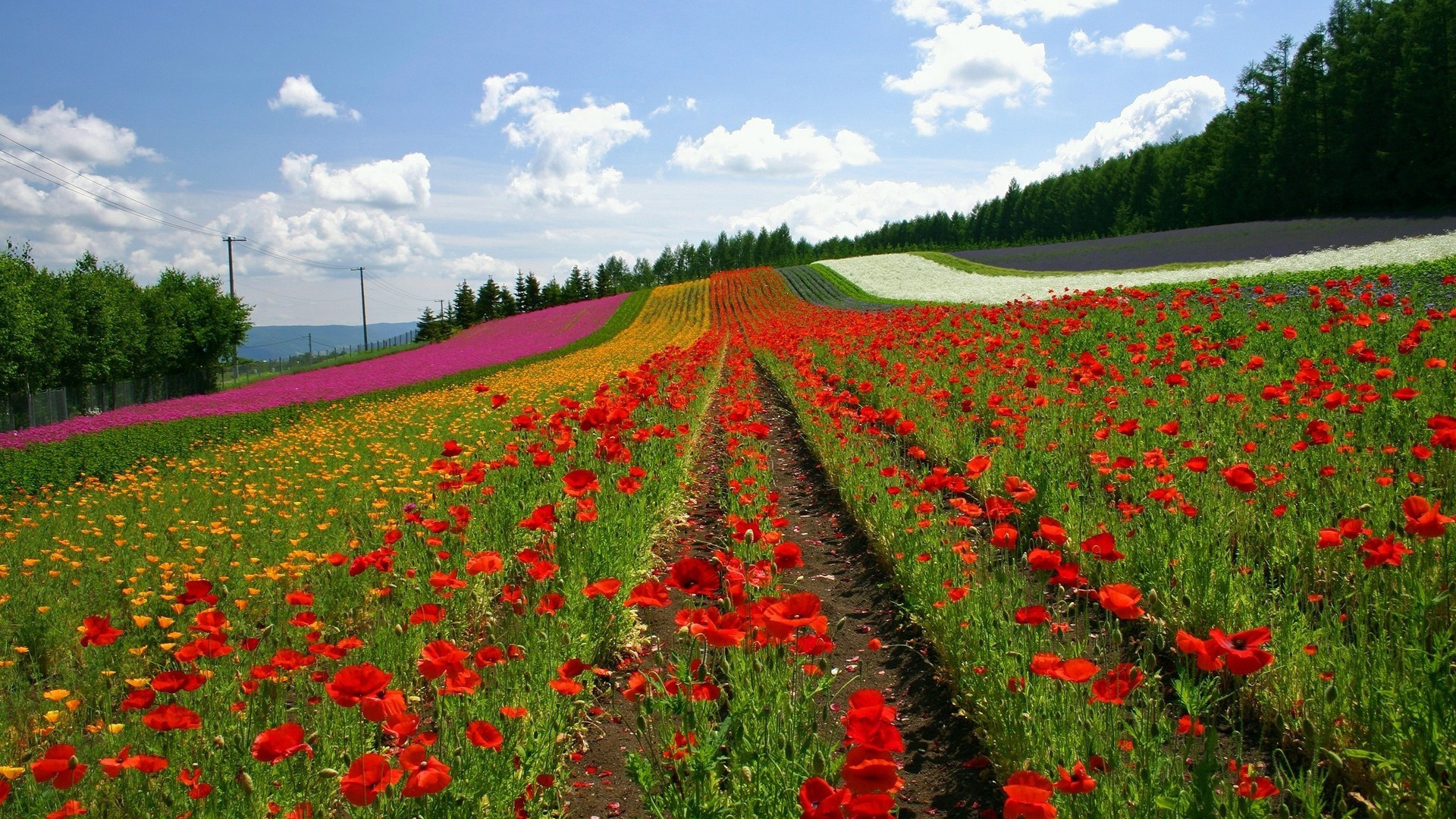 lavanda, fields, sky, flower