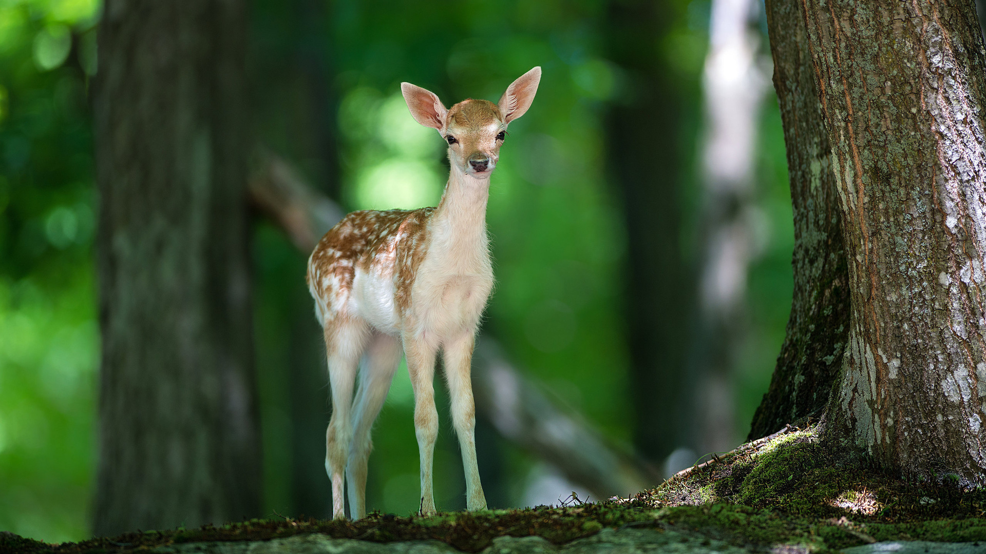 deer, cute, forest, tree, wild