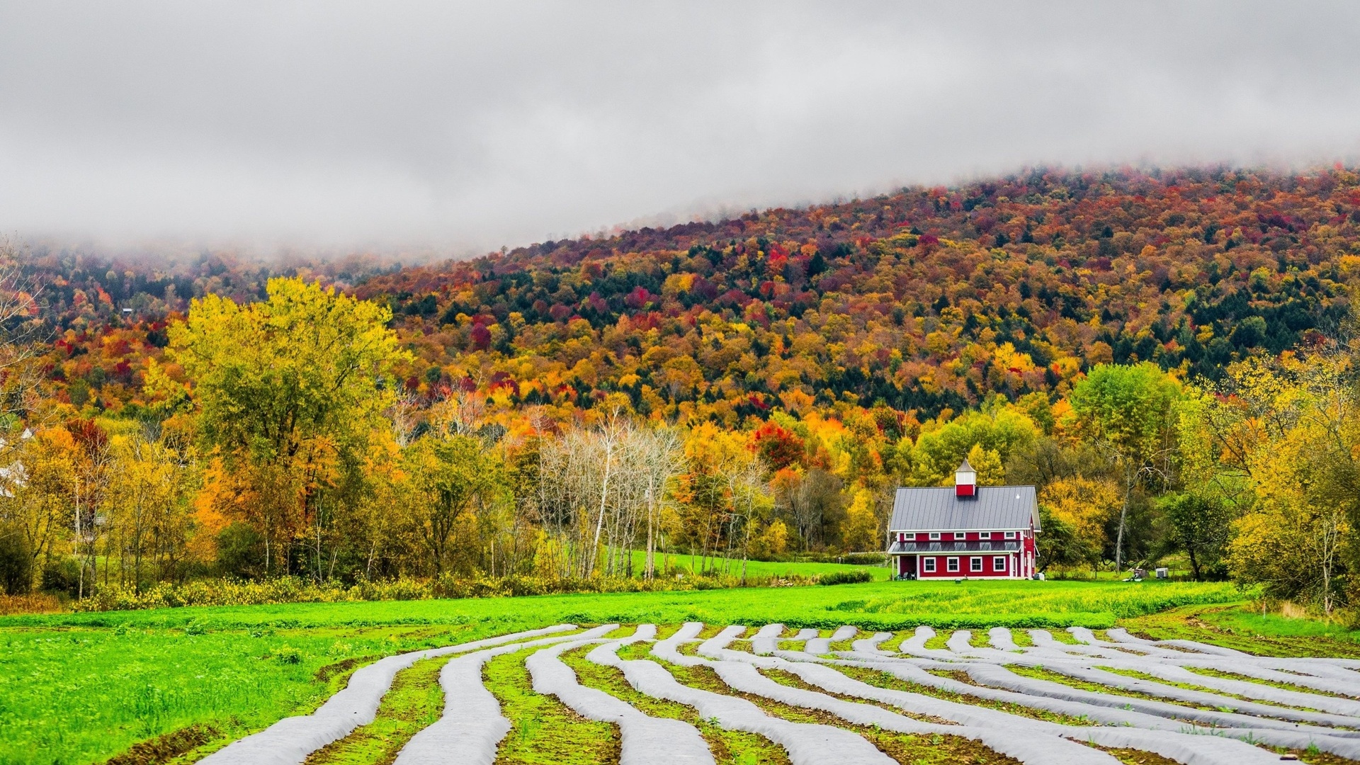 fields, autumn, house, fog, , 