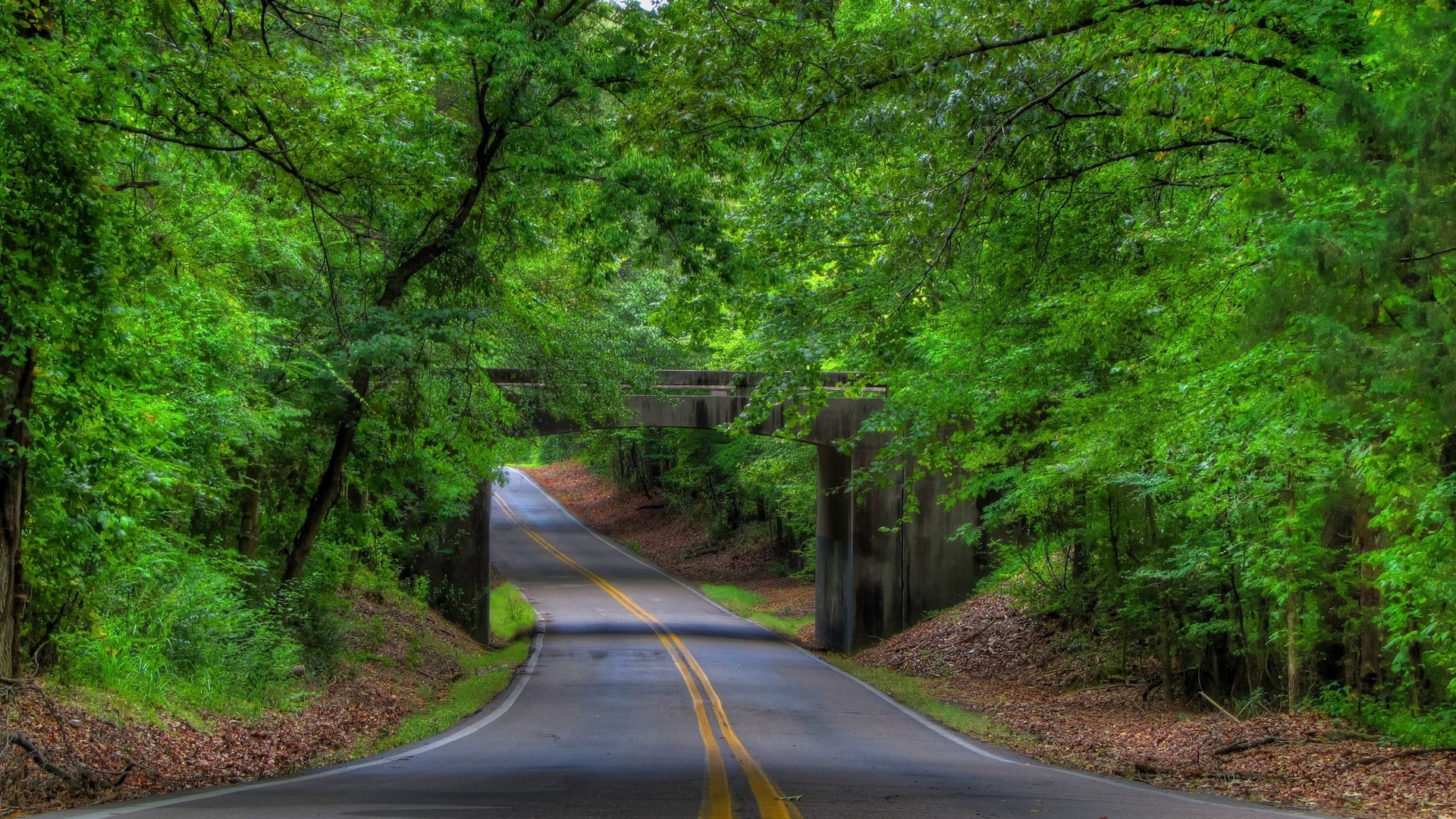 road, trees, bridges, forest, green, 