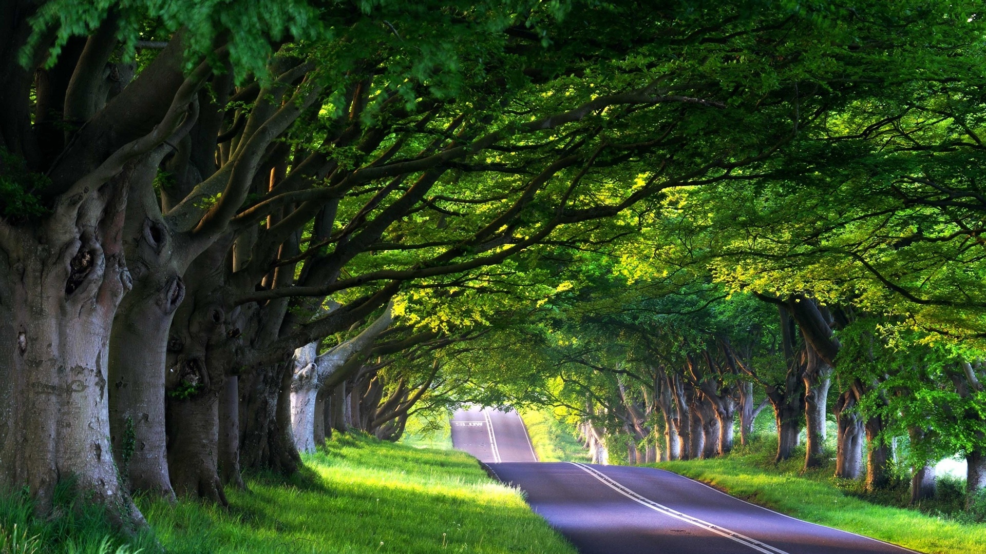 nature, tree, road, green