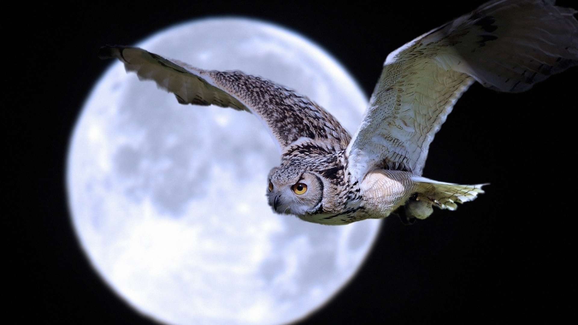 moon, owl, night, sky, fly