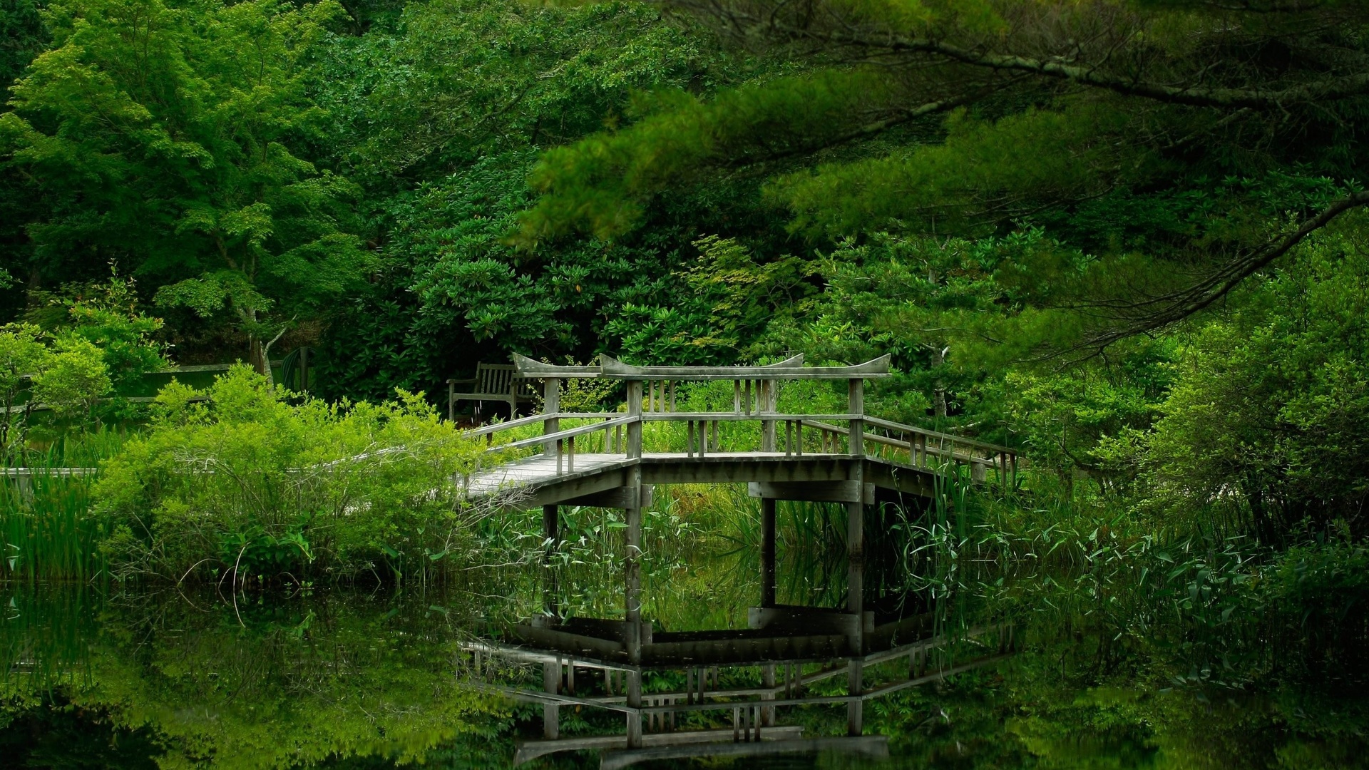 forest, green, lake, bridge, trees, 