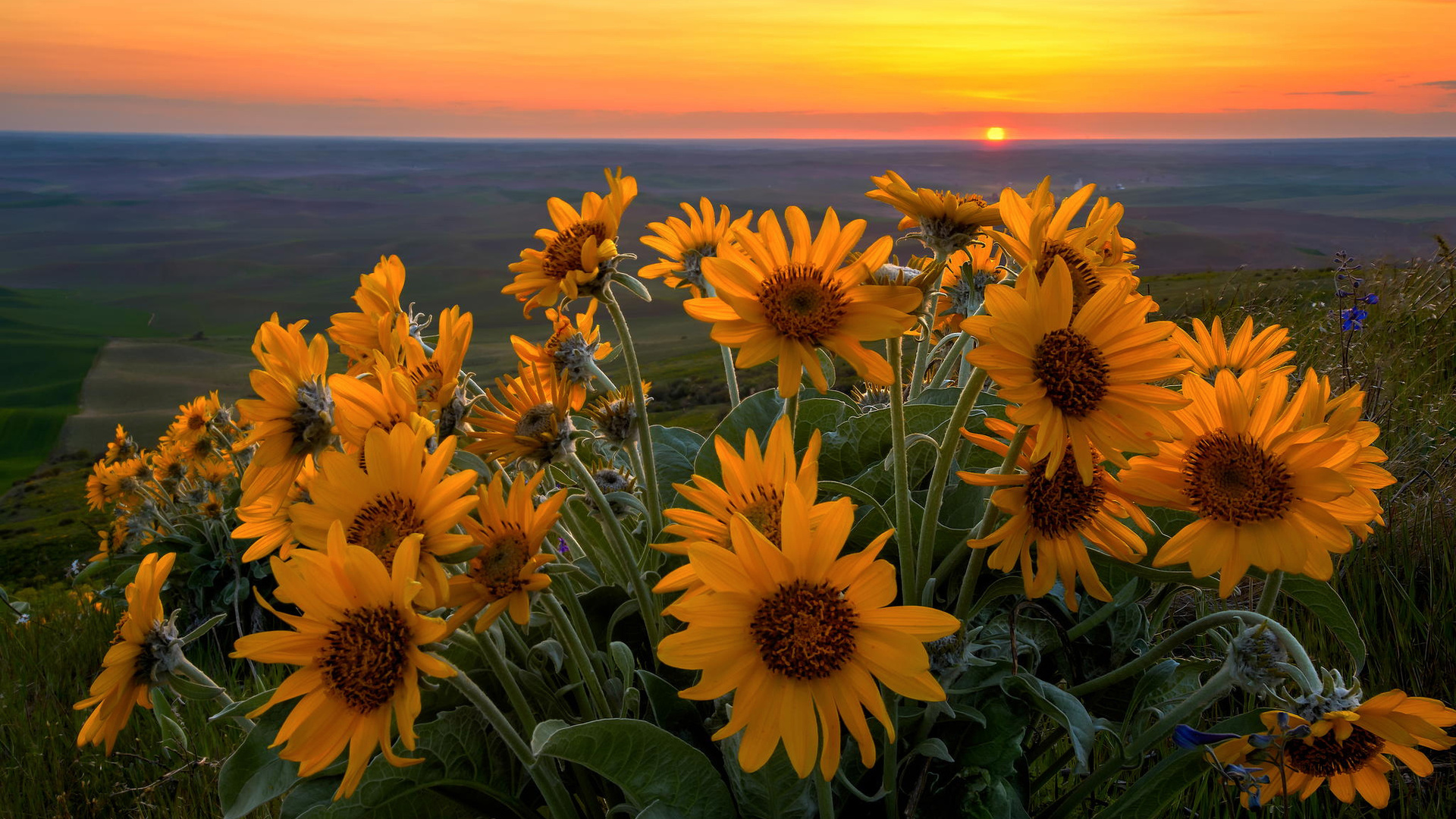 , , , steptoe butte state park, , , , , balsamorhiza sagittata