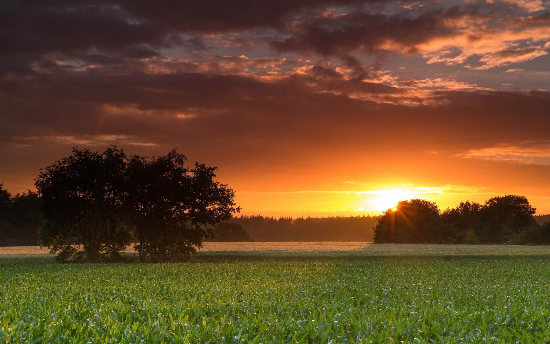 sunset, fields, clouds, sky, tree