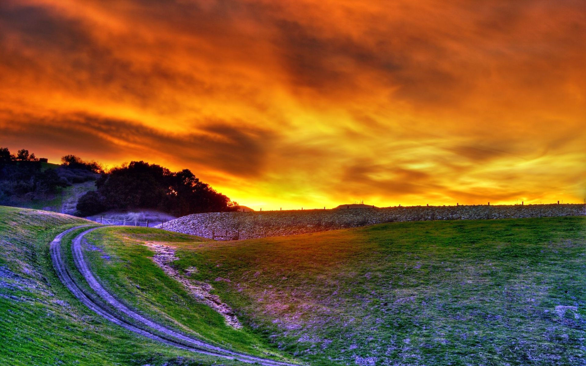 sunset, amazing, sun, sky, tree, forest