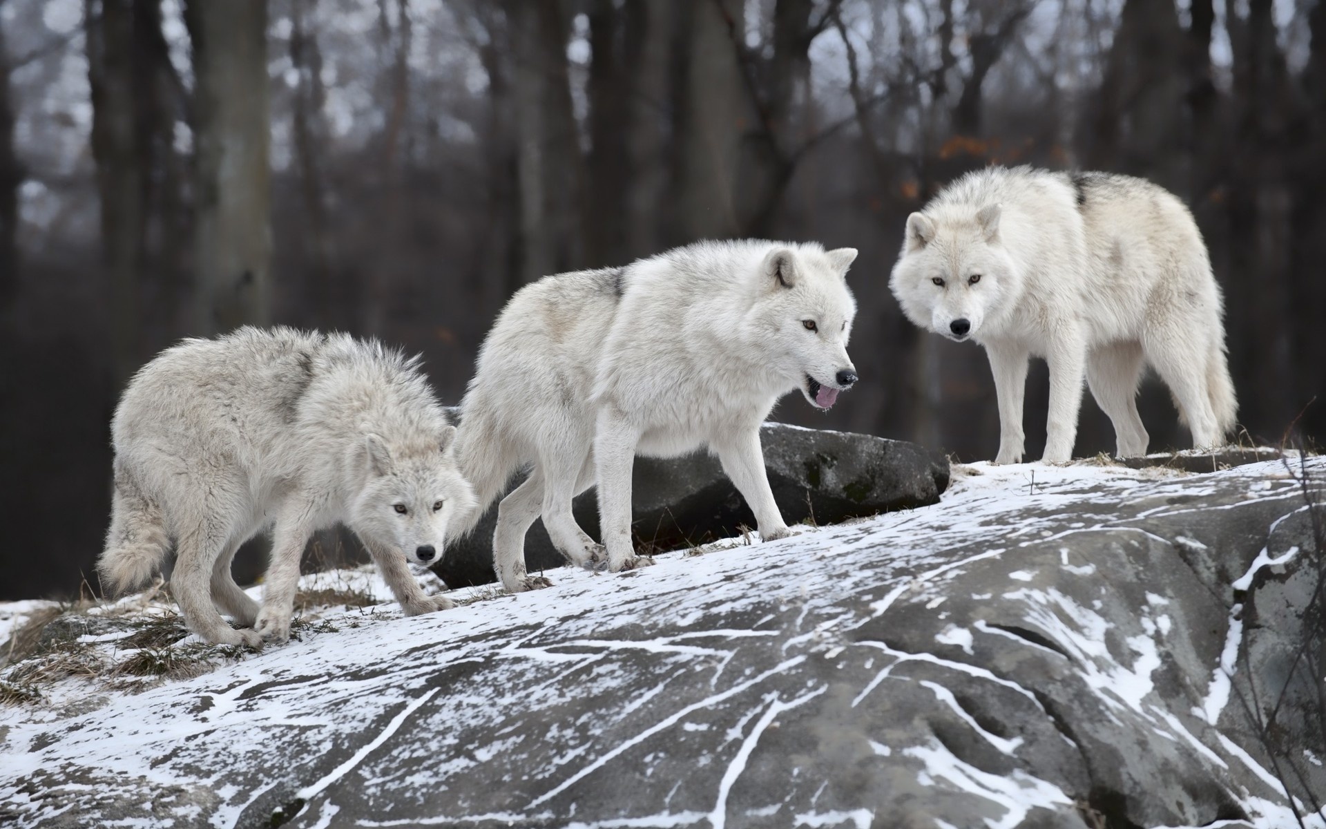 wolves, white, forest, winter, snow, 