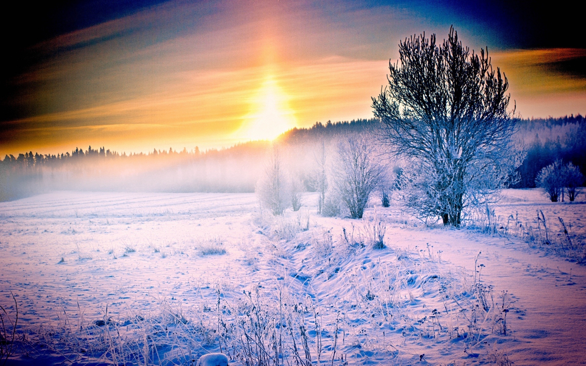 winter, snow, ice, tree, fields