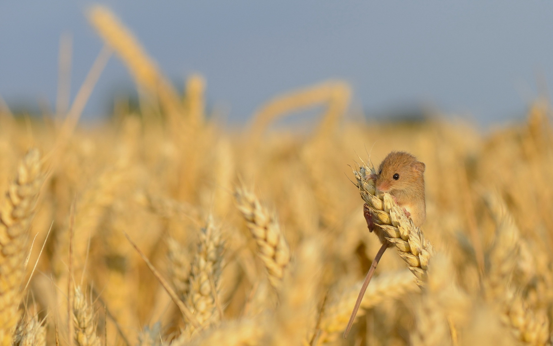 harvest mouse, , 