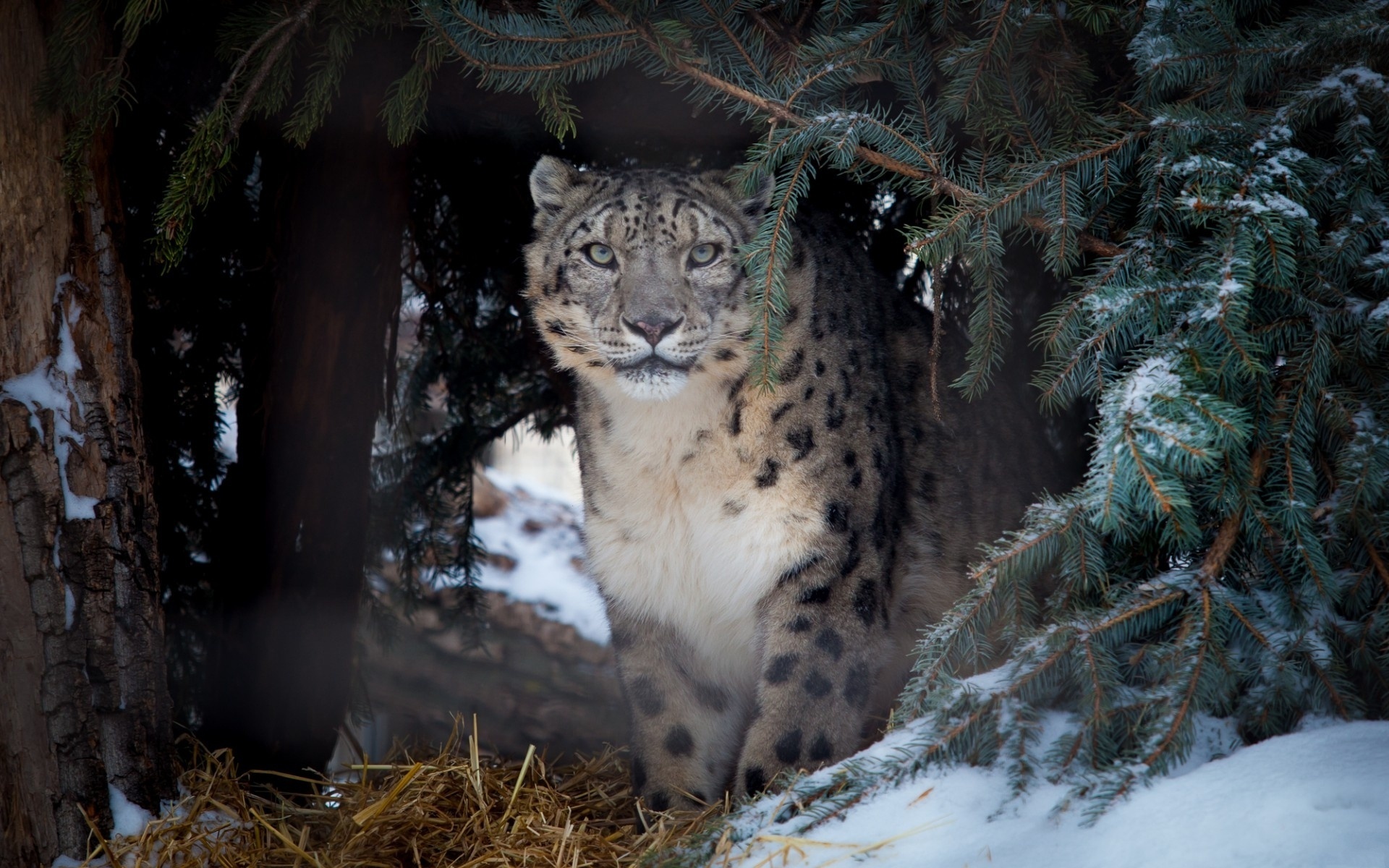 snow, tiger, tree, ice, winter