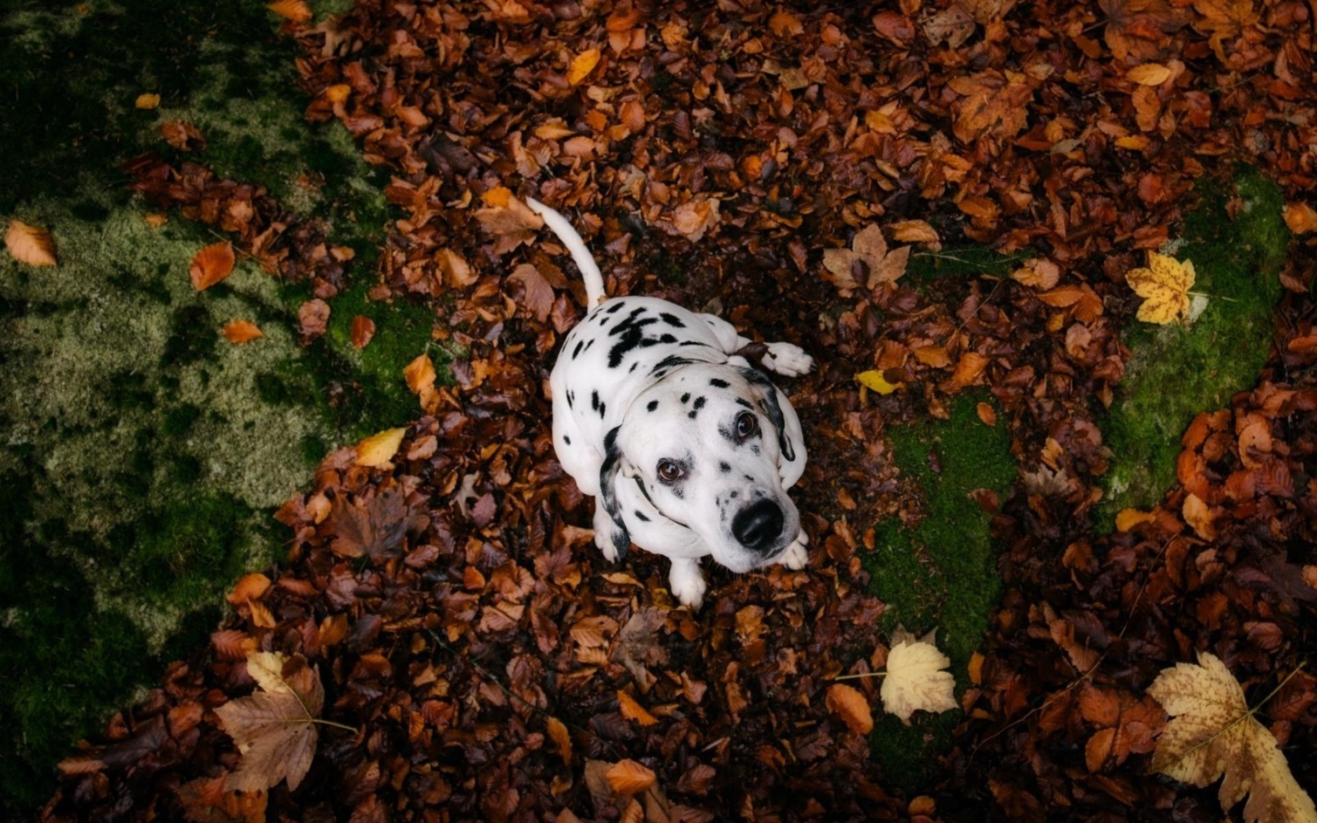 dalmata, dog, cute, leaves