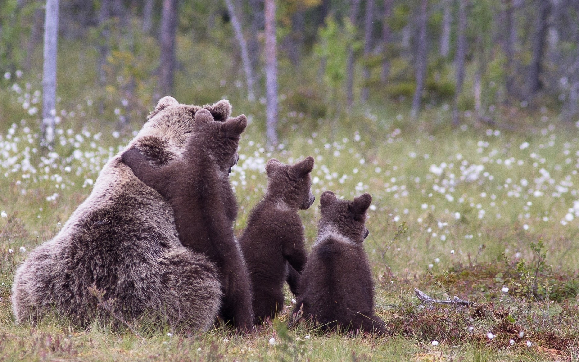 bear, cubs, wild, grass, cute