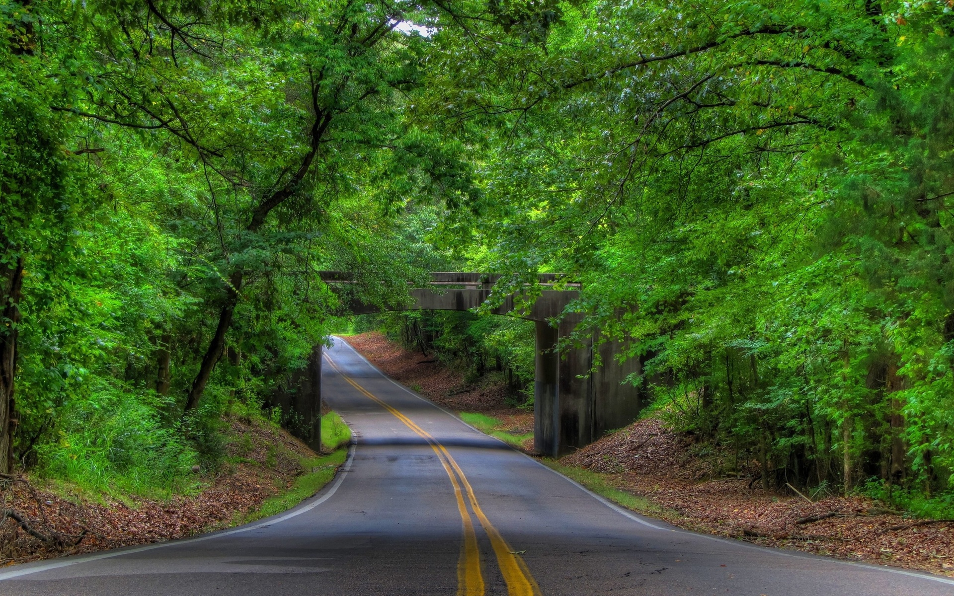 road, trees, bridges, forest, green, 