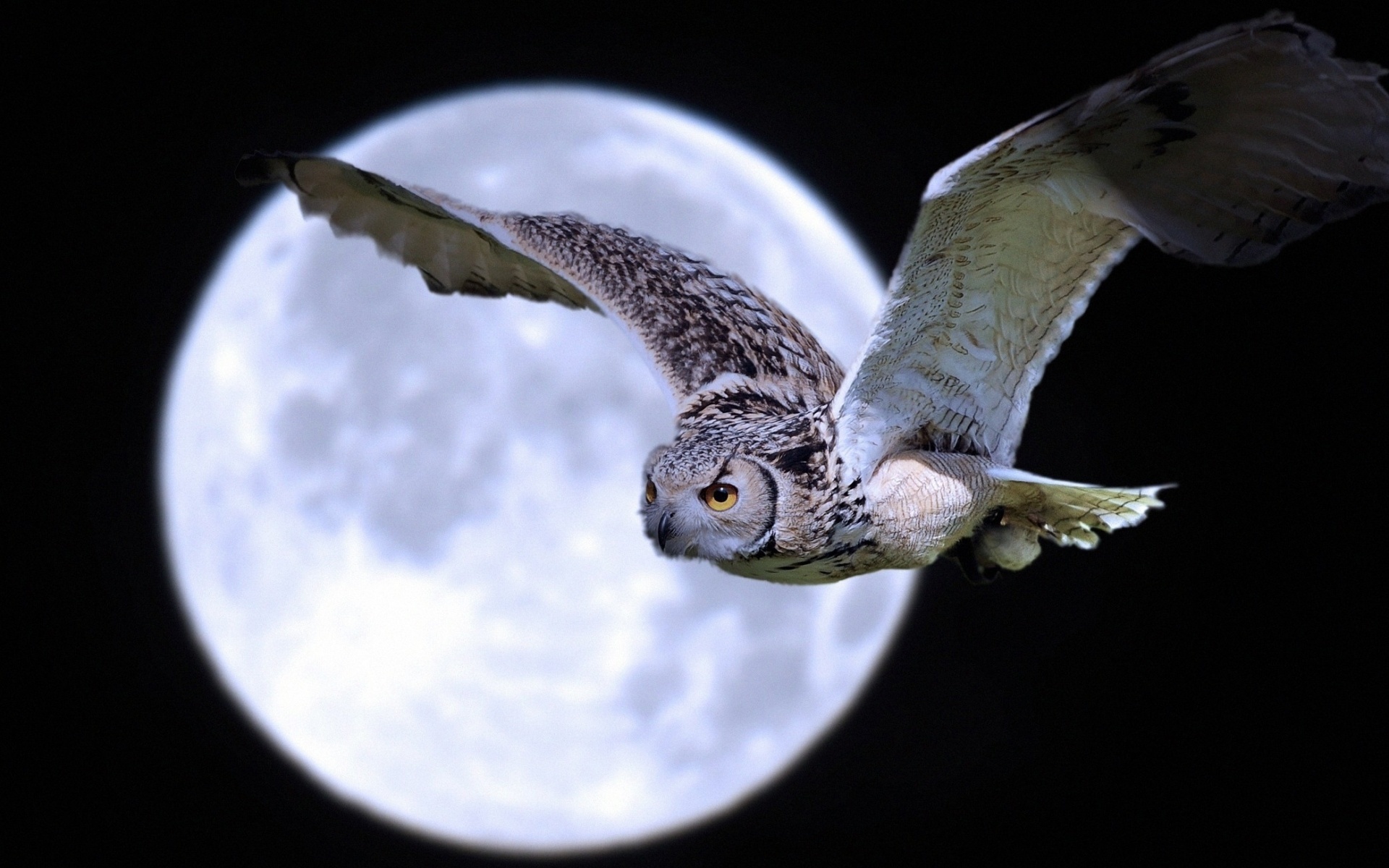 moon, owl, night, sky, fly