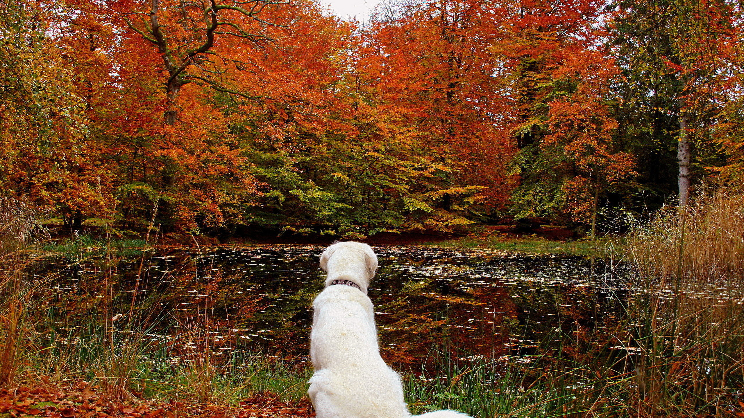 dog, leaves, lake, cute, autumn