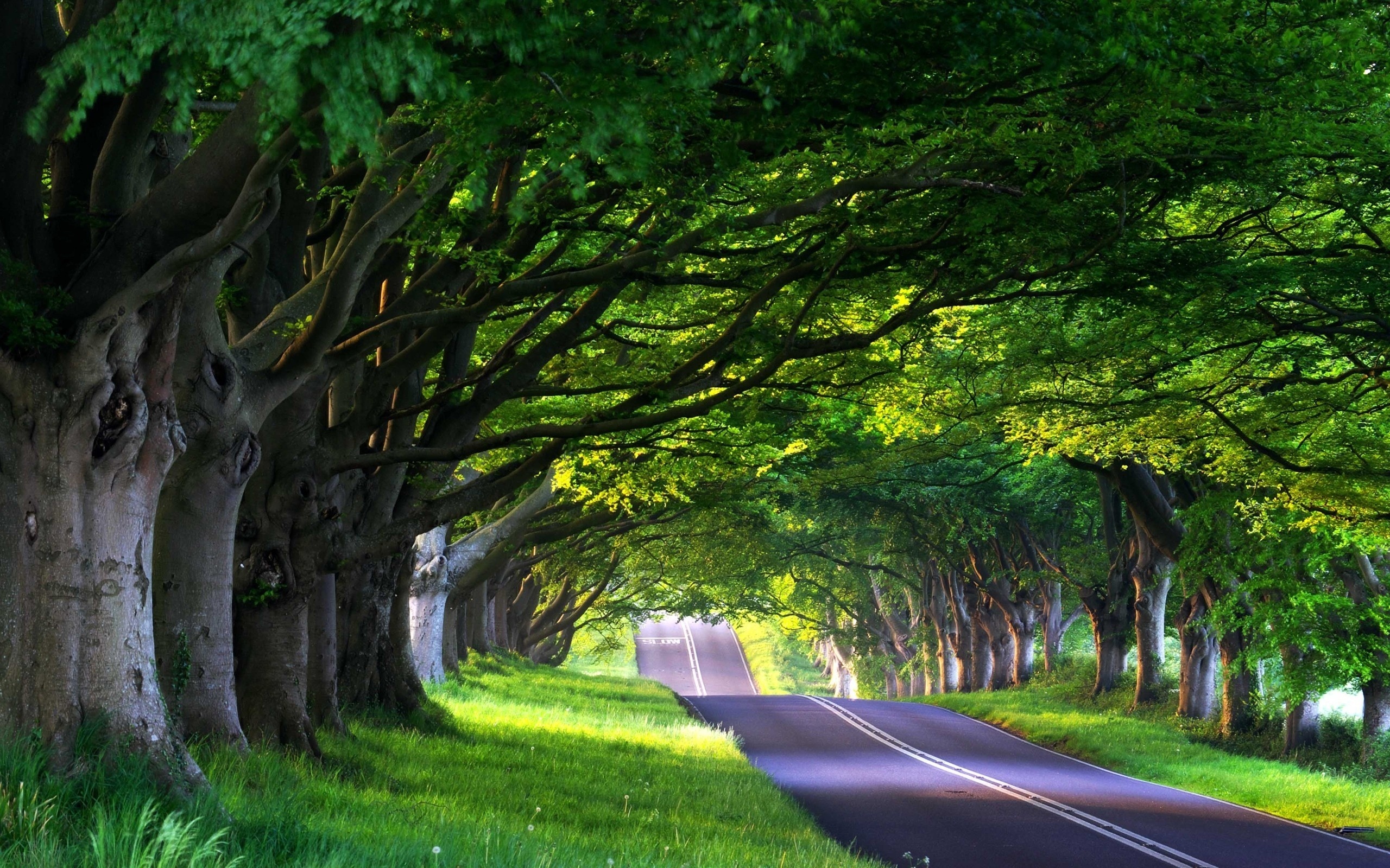 nature, tree, road, green