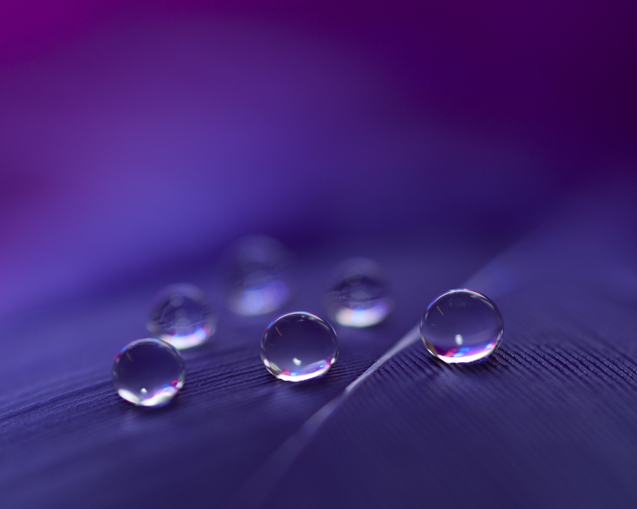 feathers, water, drops, macro, six, light, black, blue, purple, red, white, transparent, shadow