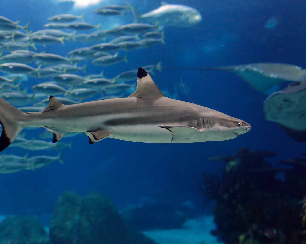 lisbon shark, fishes, underwater, ocean, sea,  , ,  , , , 