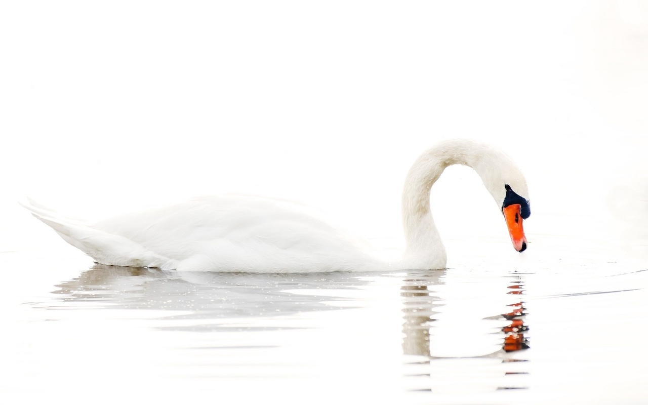  , , , , white background, lake, water, swan