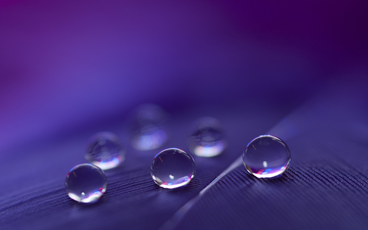 feathers, water, drops, macro, six, light, black, blue, purple, red, white, transparent, shadow