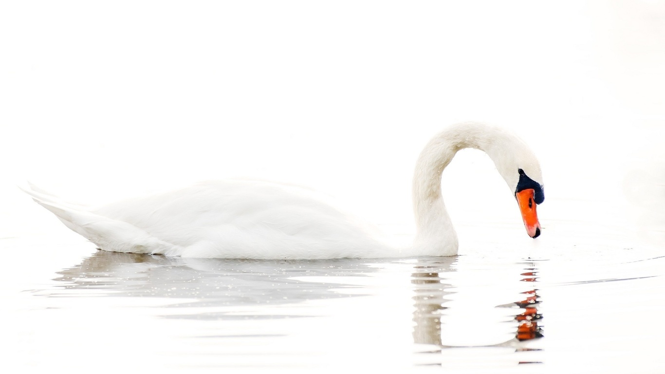  , , , , white background, lake, water, swan