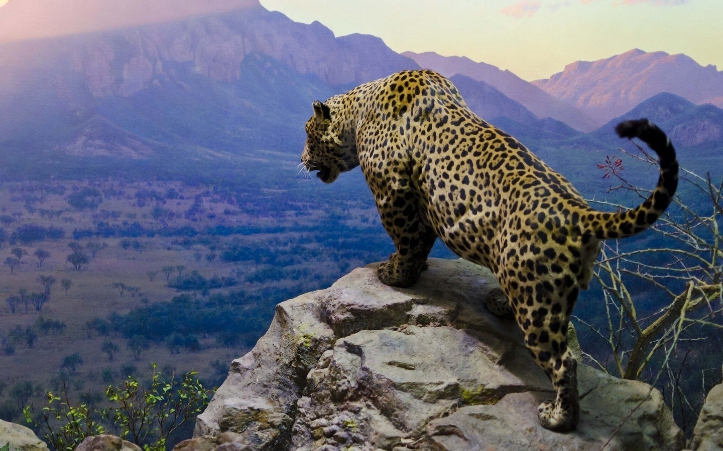 jaguar, cats, moutains, sky