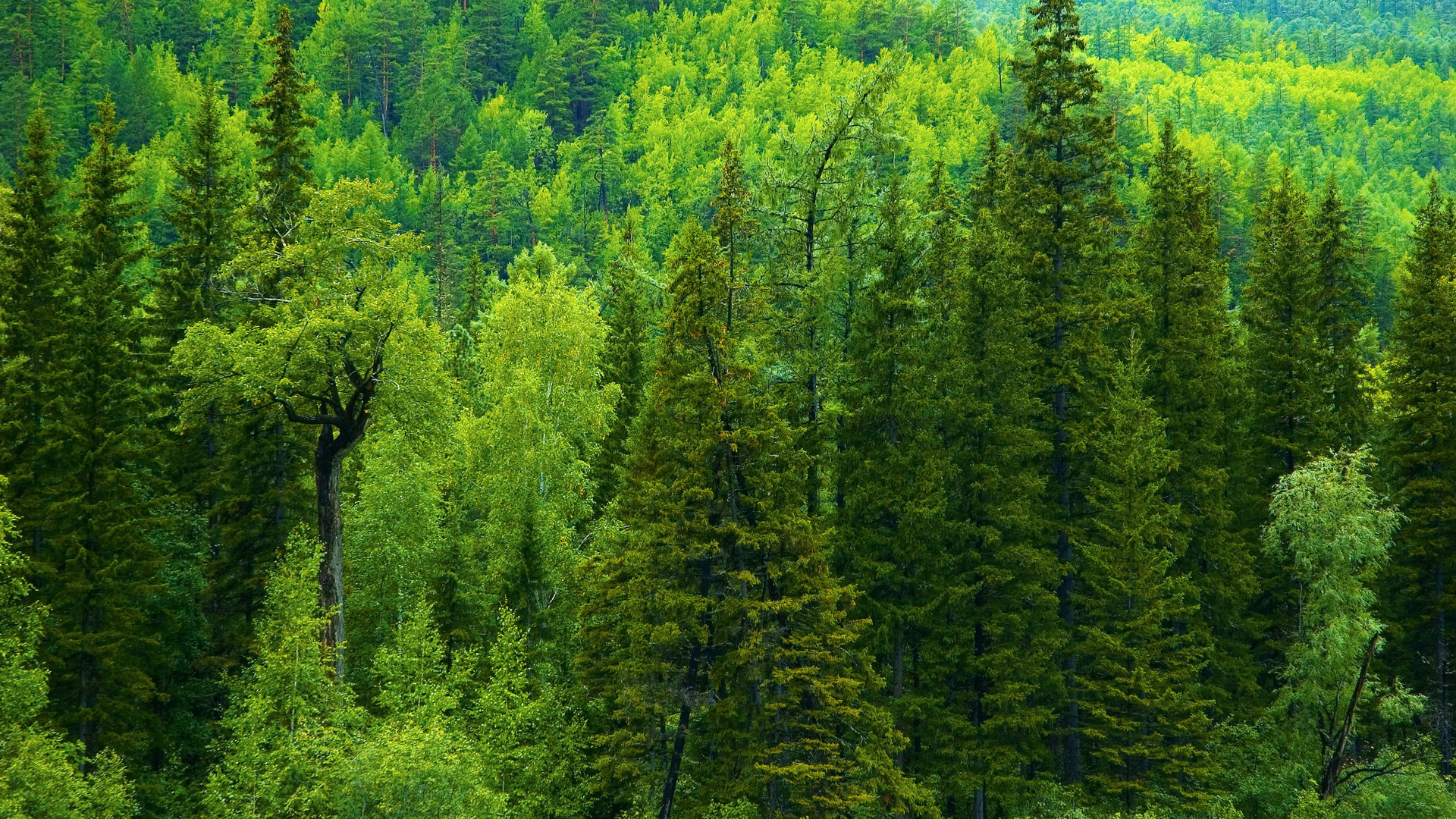 Еловый лес красивое фото