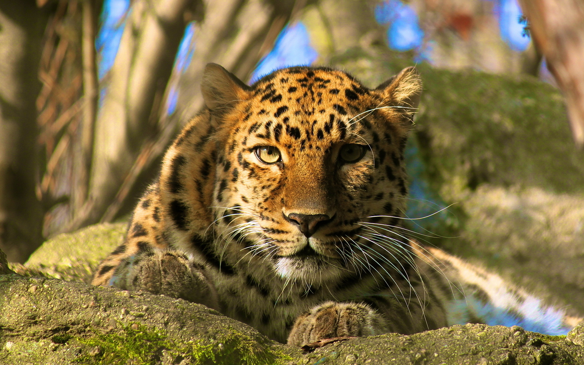 , amur leopard, , , , 