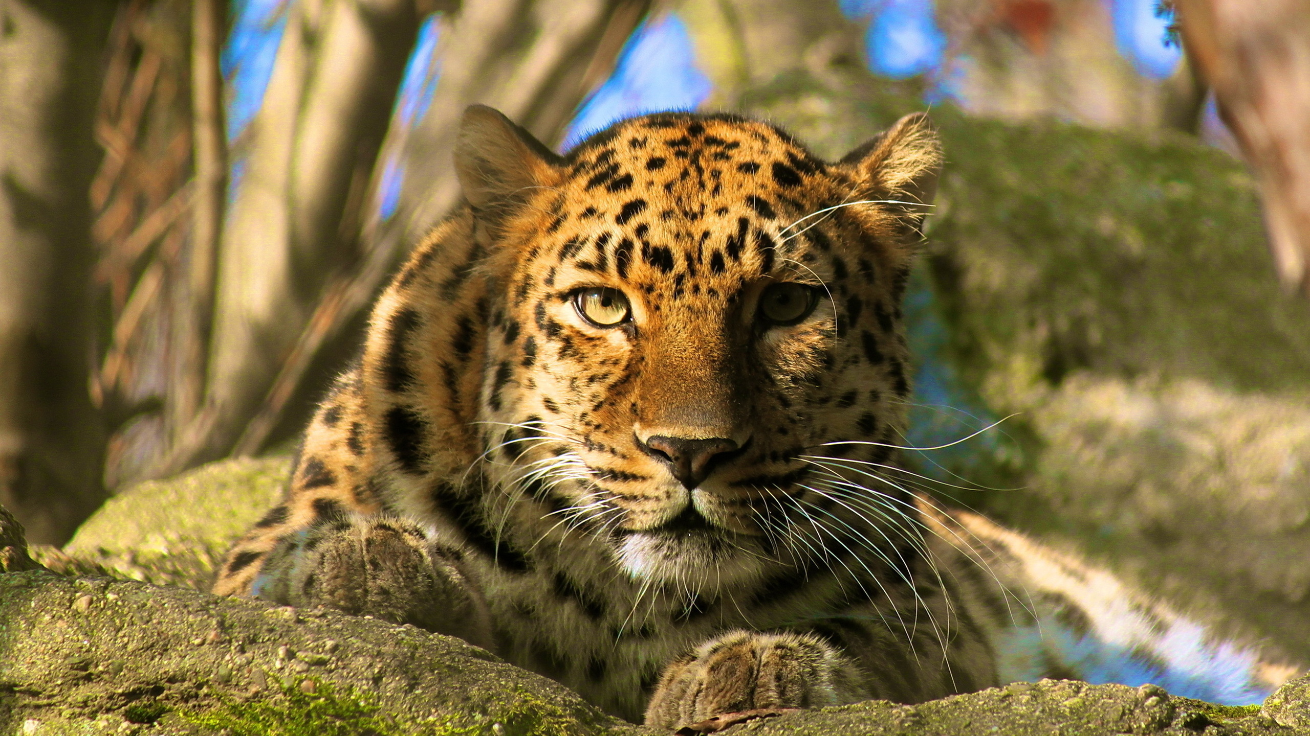 , amur leopard, , , , 