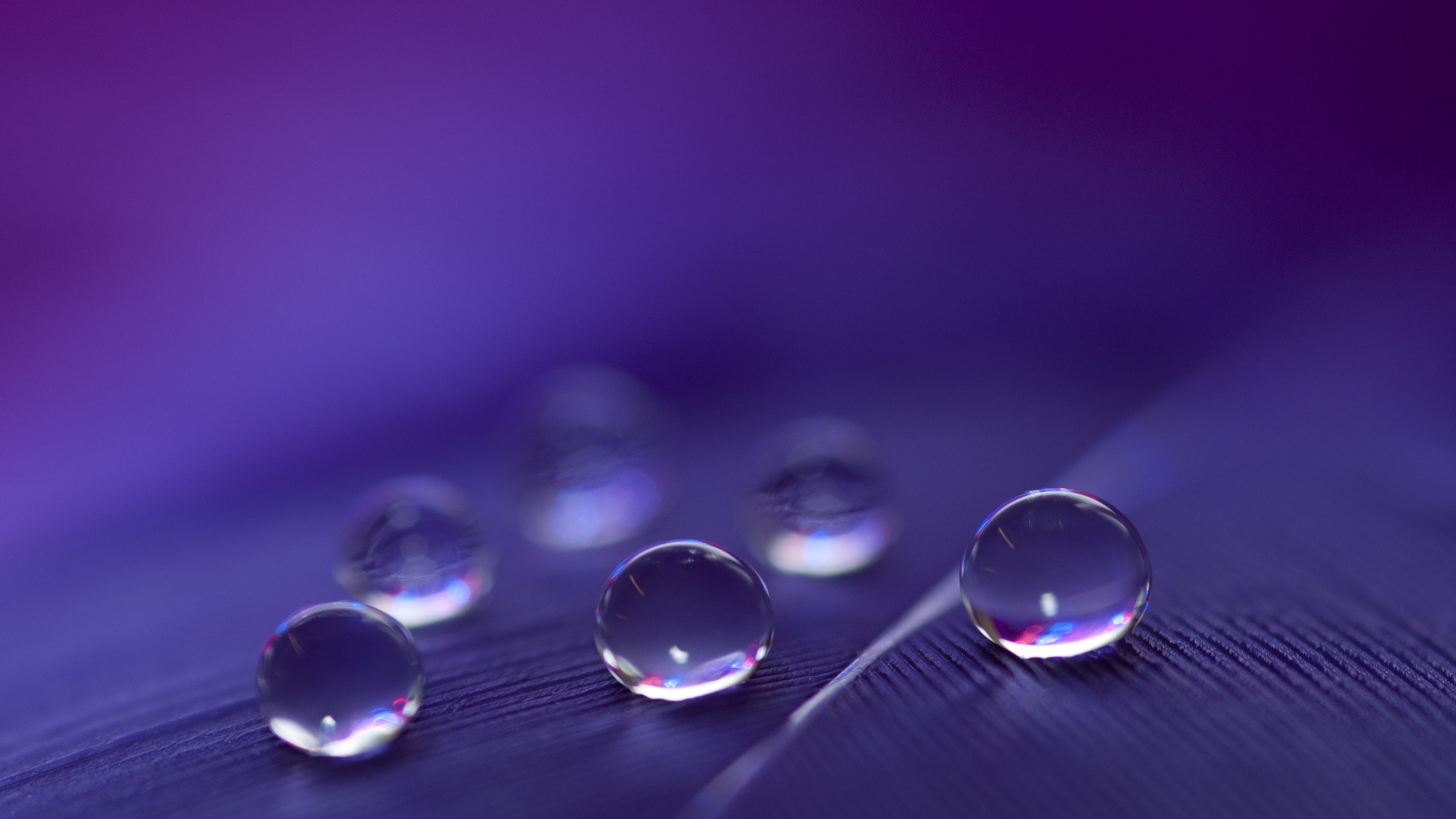 feathers, water, drops, macro, six, light, black, blue, purple, red, white, transparent, shadow