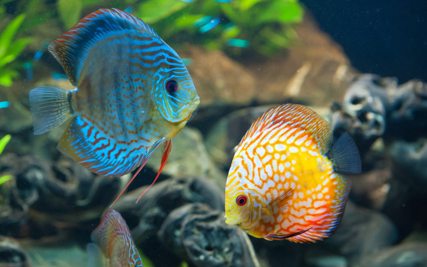 beautiful, discus, fish, underwater, ocean, sea, coral reef, , , ,  , , ,  