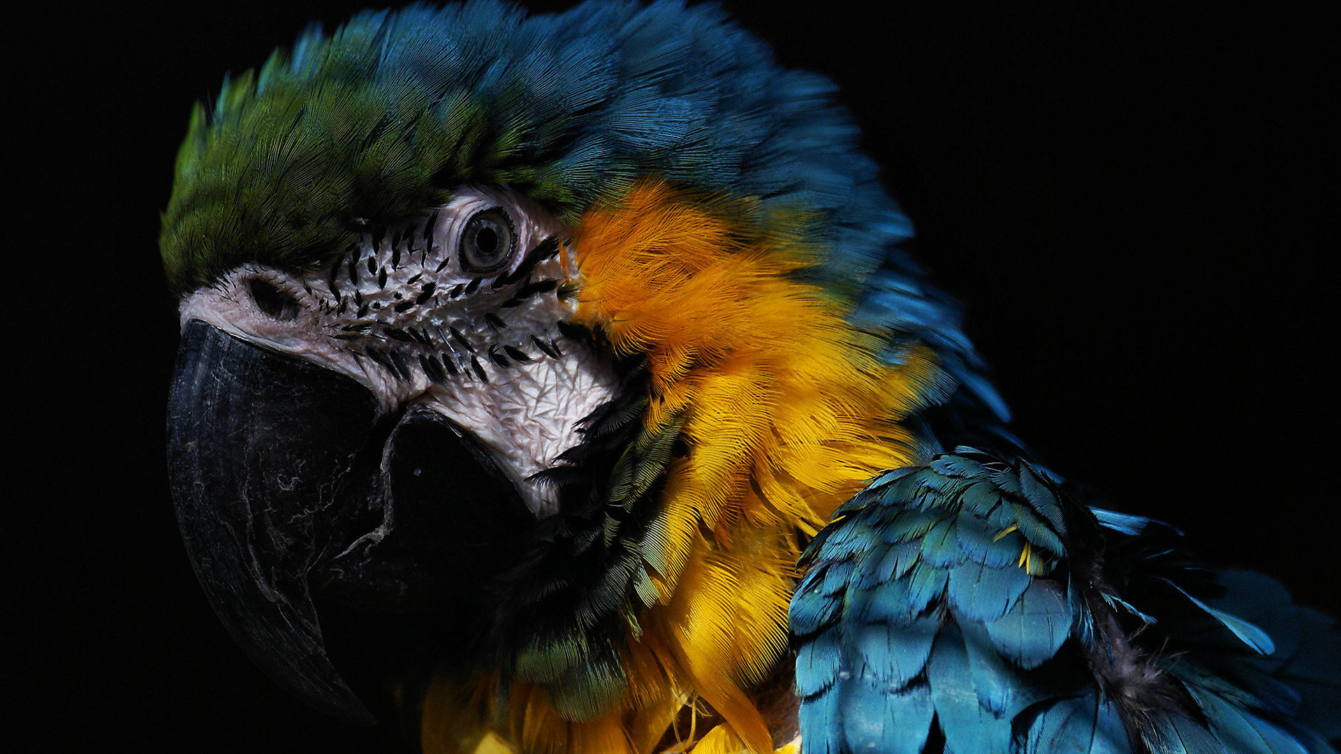 the beautiful, macaw, 