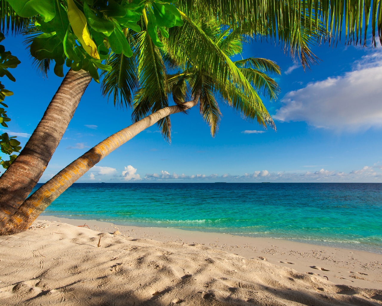 summer, beach, sea, shore, paradise, tropical, sand, palms, , , , , 