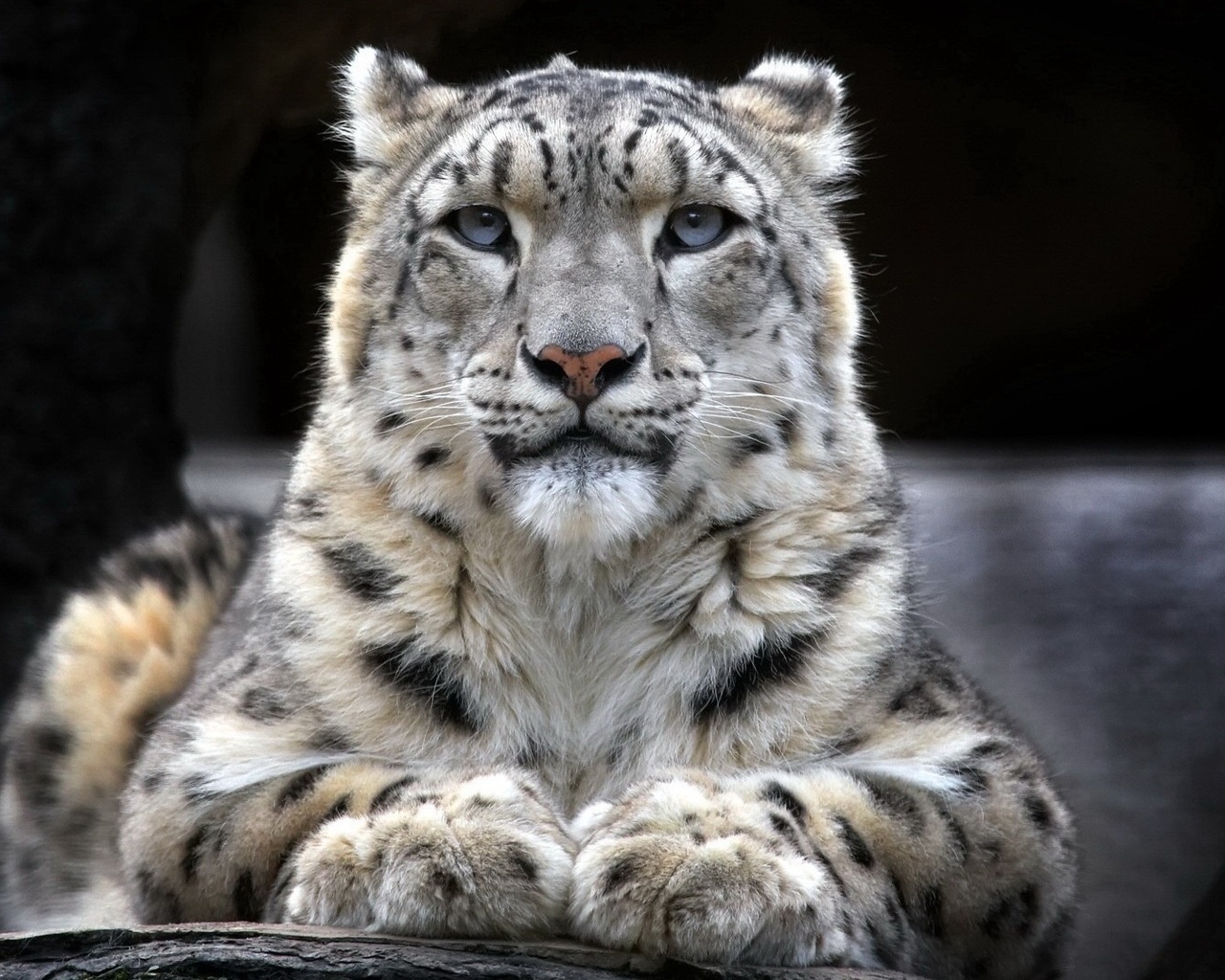 leopard, white, wild, forest