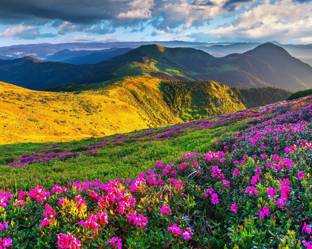 , , , , , meadows, azalea, mountains, alps, slovenia