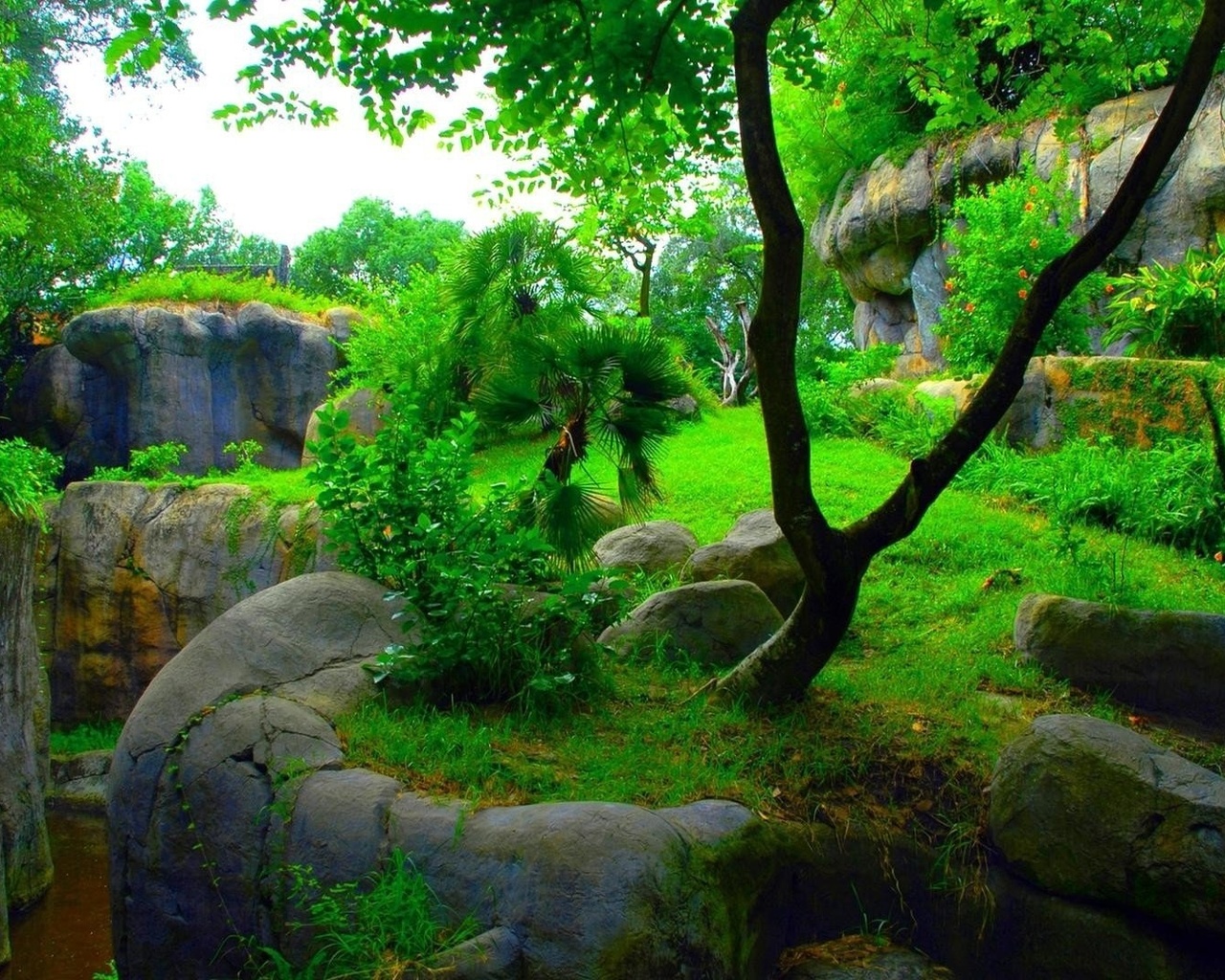 green, garden, tree, forest