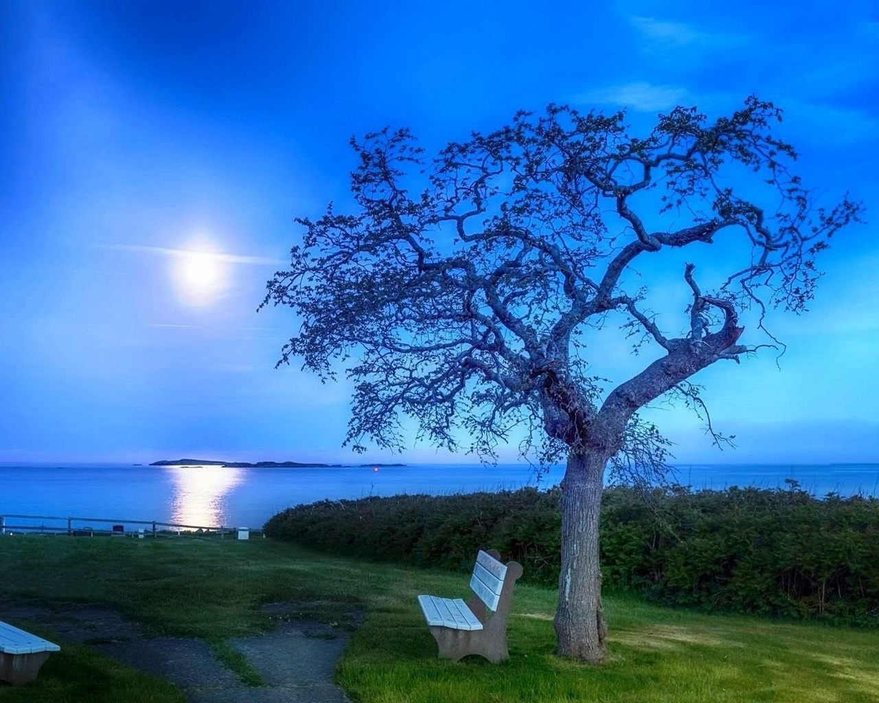 tree, landscape, grass, sky, ,, 