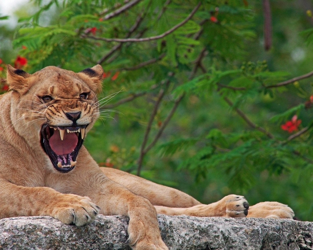 puma, angry, grass, wild, bigcat