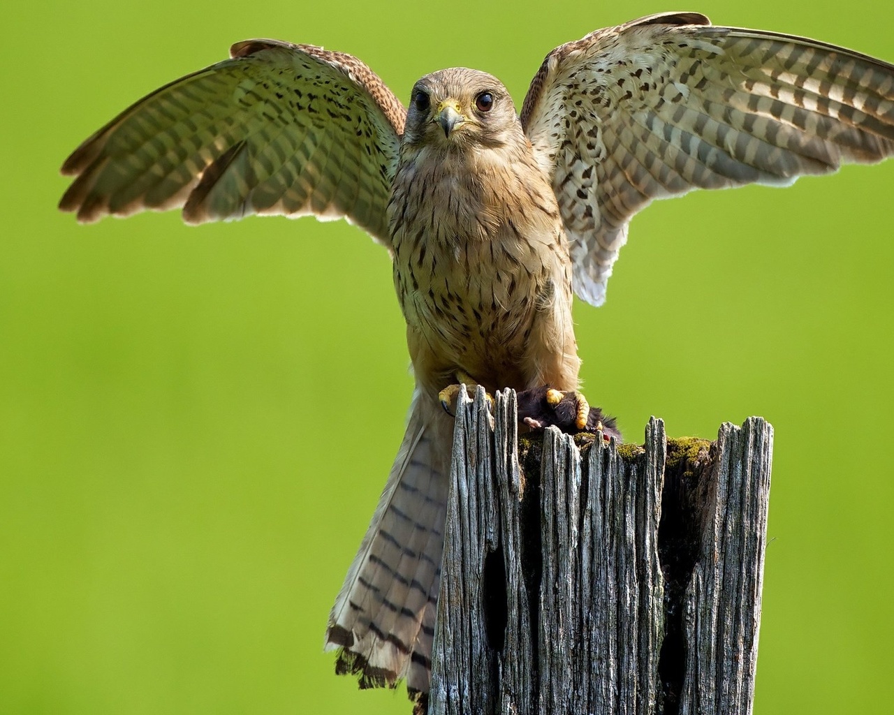 hawk, wings, fly, forest, wild