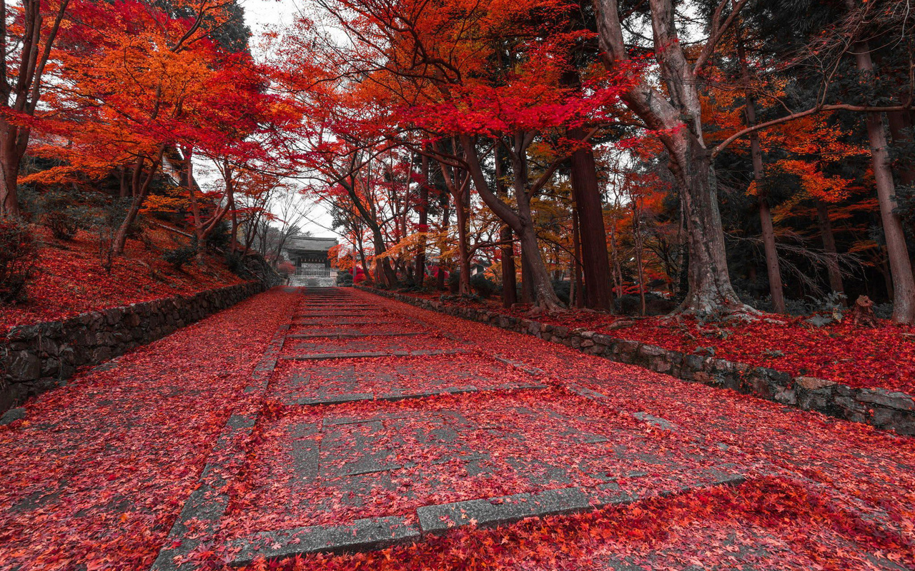 autumn, red, tree, path, , 