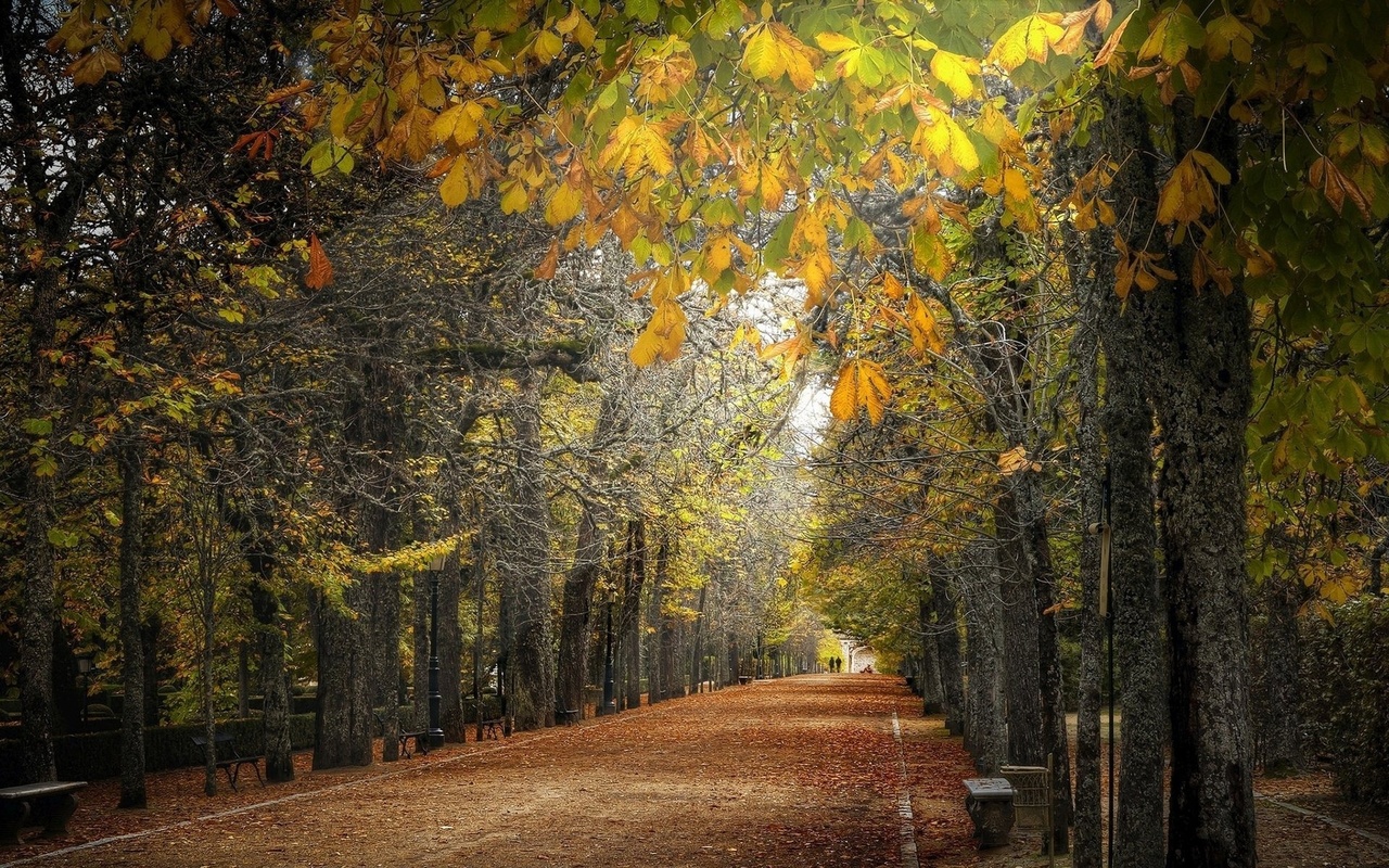 path, leaves, tree, road, 